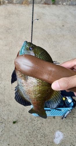 ブルーギルの釣果