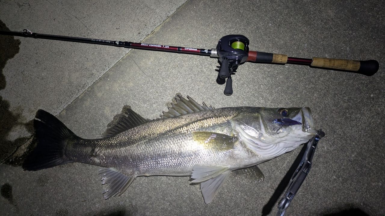 シーバスの釣果写真