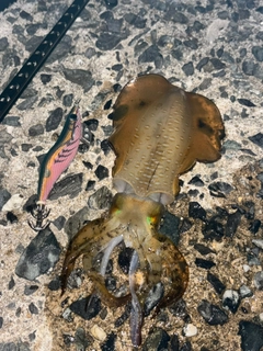 アオリイカの釣果