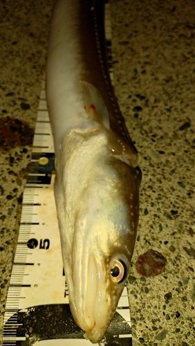 アナゴの釣果