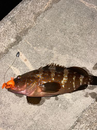 キジハタの釣果