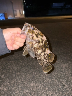 オウゴンムラソイの釣果