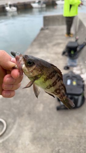 メバルの釣果