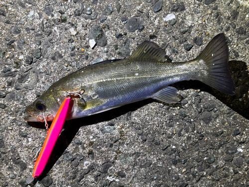 セイゴ（マルスズキ）の釣果
