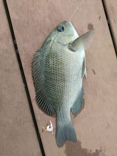 メジナの釣果