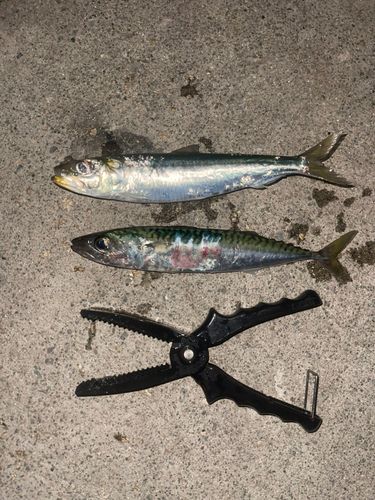 サバの釣果