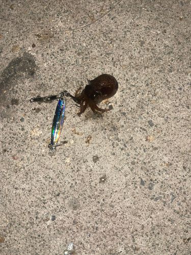 ミミイカの釣果
