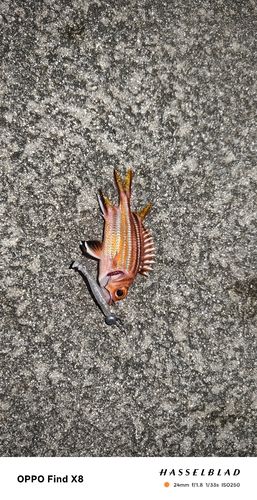 アヤメエビスの釣果