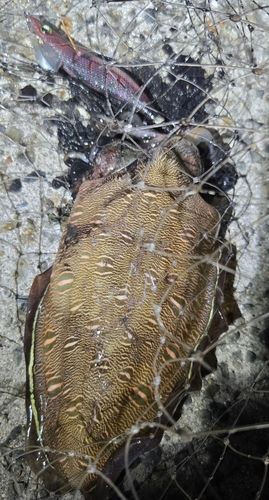 モンゴウイカの釣果