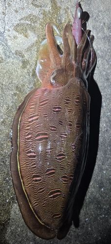 モンゴウイカの釣果