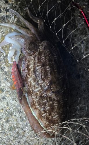 モンゴウイカの釣果