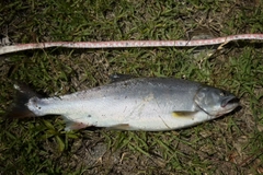 サクラマスの釣果