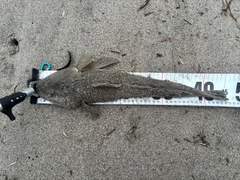 マゴチの釣果