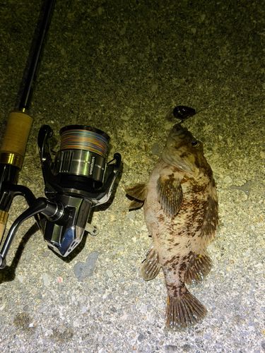 ムラソイの釣果