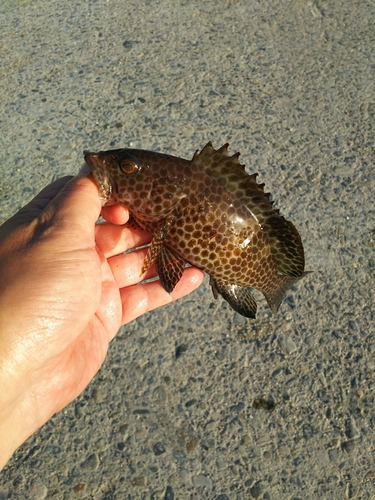 アカハタモドキの釣果