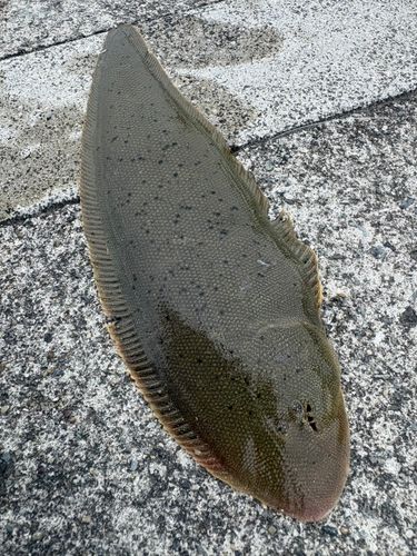 シタビラメの釣果