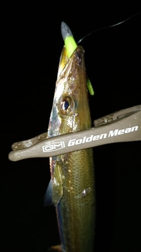 カマスの釣果