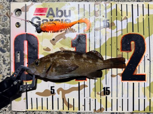 エゾメバルの釣果
