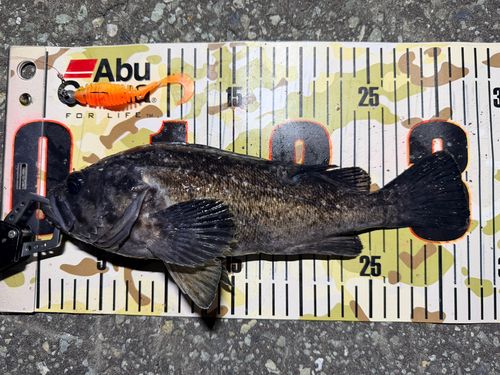 クロソイの釣果