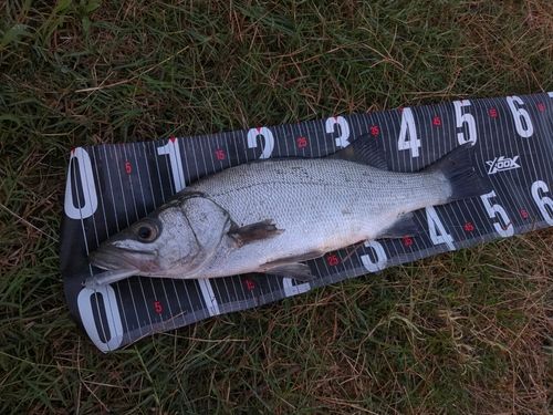 ヒラスズキの釣果
