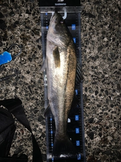 フッコ（マルスズキ）の釣果
