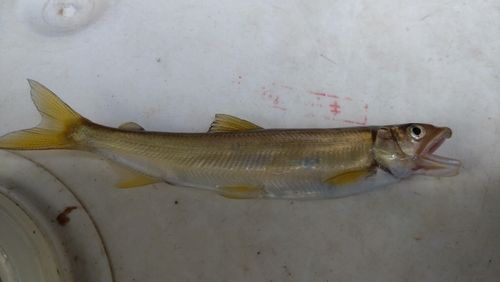 アユの釣果