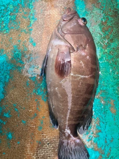 マハタの釣果