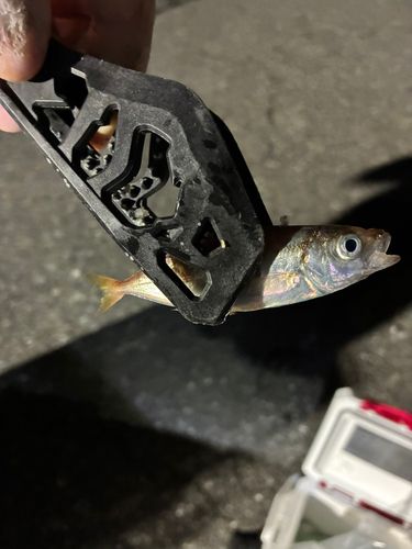 マアジの釣果