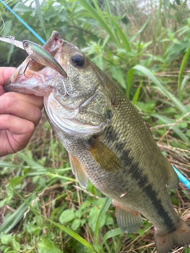 ラージマウスバスの釣果