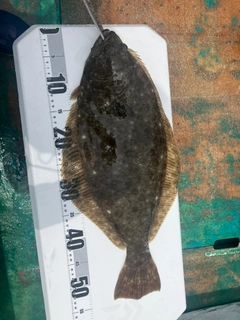 ヒラメの釣果