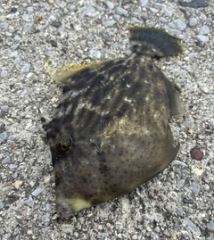 カワハギの釣果