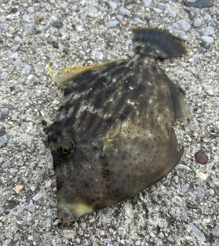 カワハギの釣果