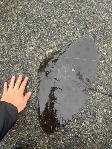 ツバクロエイの釣果