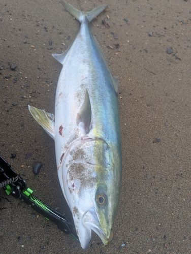 ブリの釣果