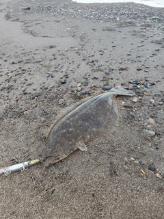 ヒラメの釣果