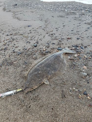 ヒラメの釣果