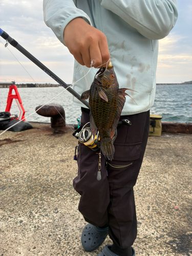 オハグロベラの釣果