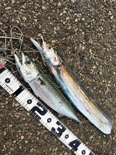 タチウオの釣果