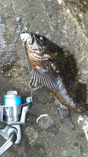 ムラソイの釣果