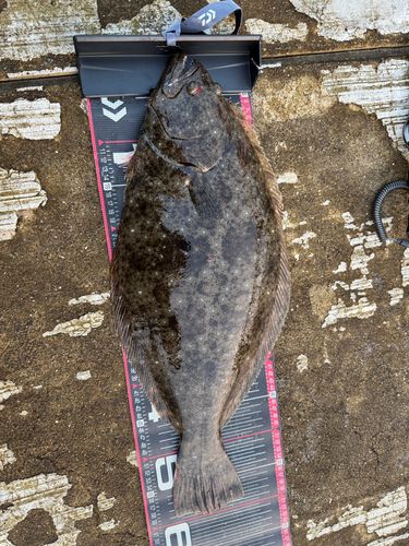 ヒラメの釣果