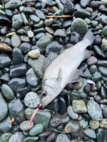セイゴ（ヒラスズキ）の釣果