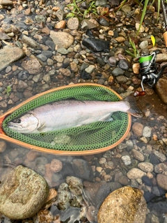 ヤマメの釣果