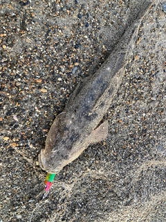 マゴチの釣果