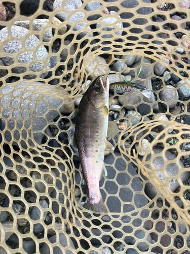 ヤマメの釣果