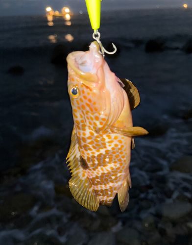 キジハタの釣果