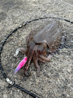 コウイカの釣果