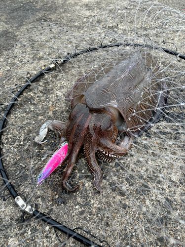 コウイカの釣果