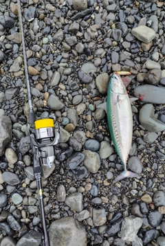 ソウダガツオの釣果