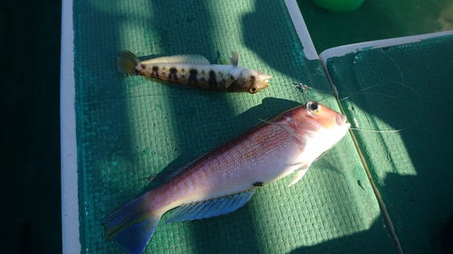 アマダイの釣果