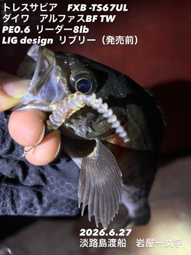 メバルの釣果